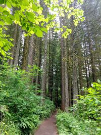 Footpath amidst trees in forest