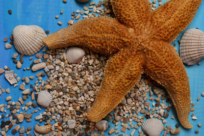 High angle view of shells on beach