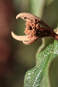 Close-up of flowering plant