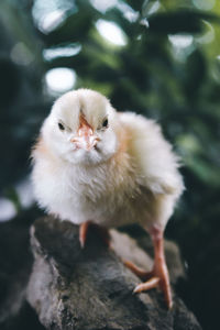 Close-up portrait of a young bird