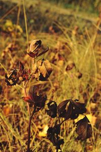 Close-up of wilted flower on field