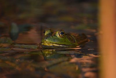 Close-up of frog