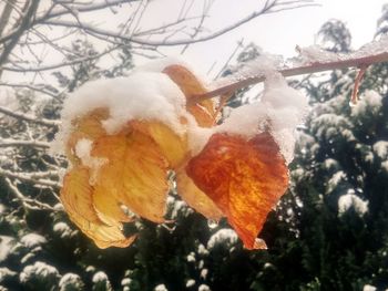 Close-up of frozen flower tree