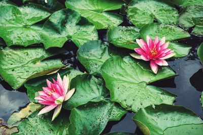 Close-up of lotus water lily in pond