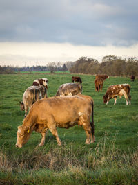 Cows grazing on field against sky