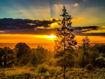 Scenic view of trees on field against sky during sunset