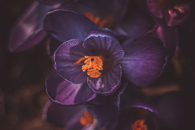 Close-up of purple flowering plant