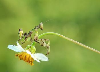 Close-up of insect on flower