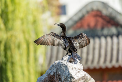 Close-up of bird perching on rock