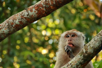 Portrait of monkey sitting on tree