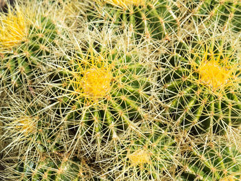 Close-up of cactus plant