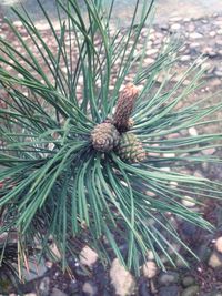 Close-up of plant