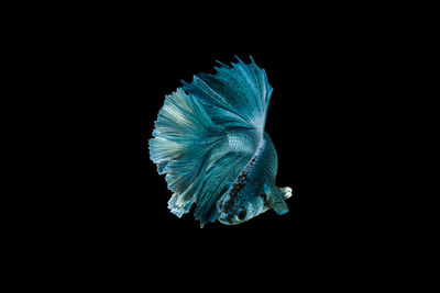 Close-up of fish against black background