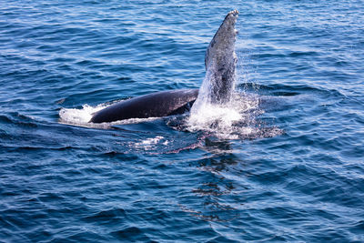 Dolphin swimming in sea