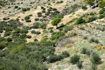 High angle view of land