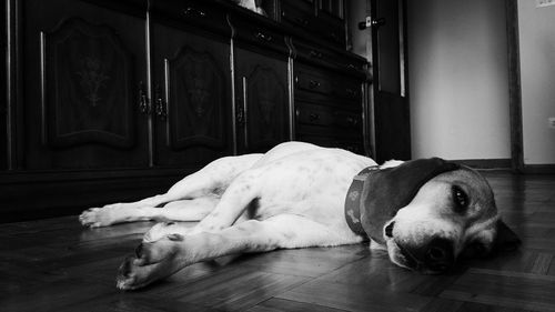 Close-up of dog lying on hardwood floor