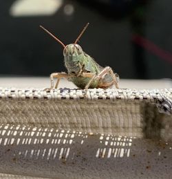 Close-up of grasshopper