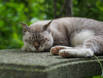 Close-up of a cat sleeping
