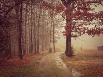 Bare trees on landscape