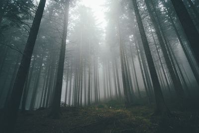 Low angle view of trees in forest in foggy weather