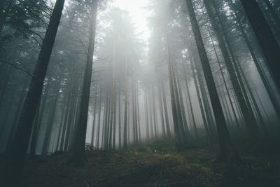 Trees in forest