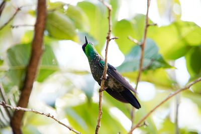 Close-up of bird perching on branch