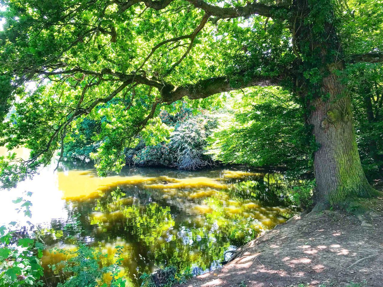 VIEW OF TREES IN FOREST