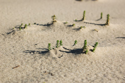 Close-up of plant on sand