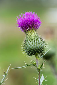 Close-up of thistle flowers