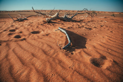 Dead wood on a sand dunes in a desert