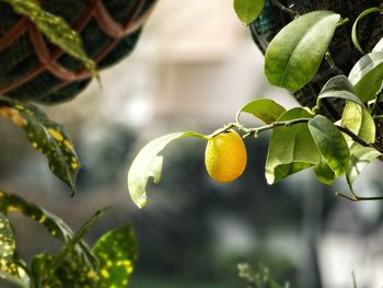Close-up of fruit growing on tree