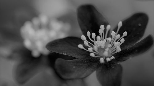 Close-up of rose flower