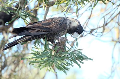 Low angle view of bird perching on branch