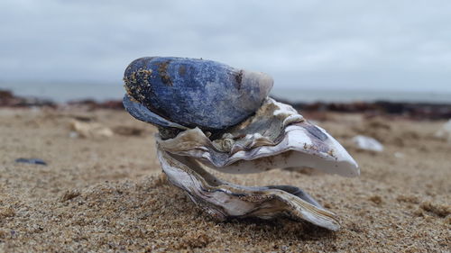 Close-up of animal skull on beach