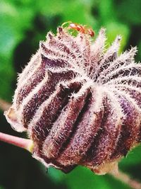 Close-up of flower