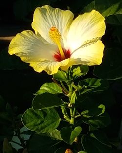 Close-up of yellow hibiscus flower