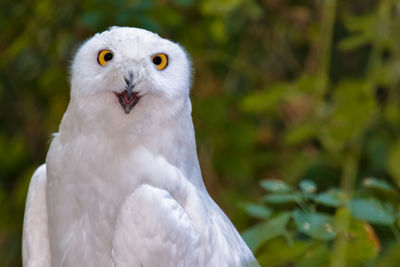 Close-up of snowy owl