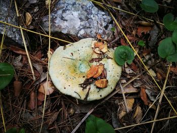 High angle view of mushroom growing in forest