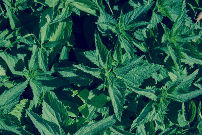 Full frame shot of fresh green plants