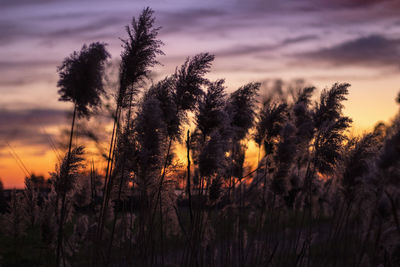 Silhouette trees against sky at sunset