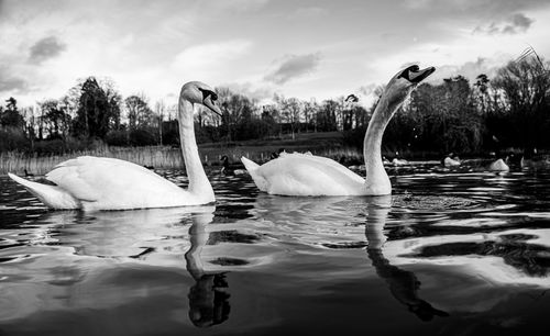 Black and white monochrome mute swan swans pair low-level water side view macro animal background