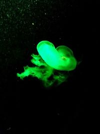 Close-up of jellyfish swimming in aquarium