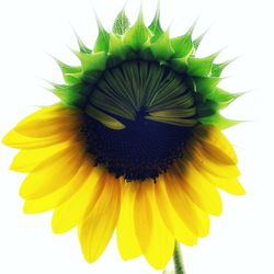 Close-up of sunflower