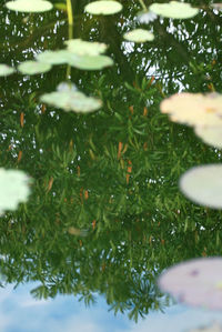 Close-up of water on grass