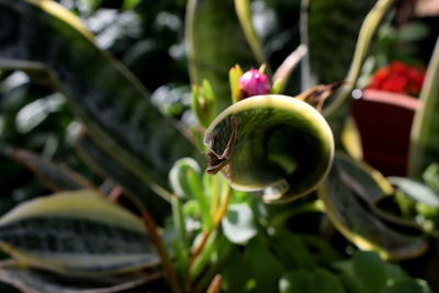 Close-up of flower buds