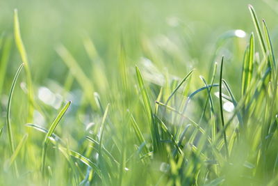 Close-up of crops growing on field