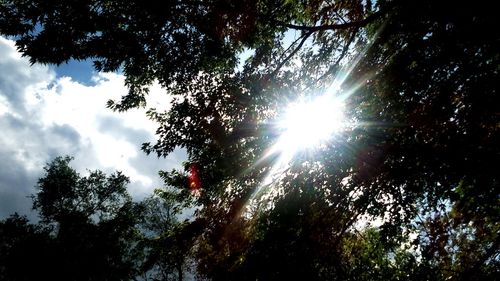 Low angle view of trees against sky