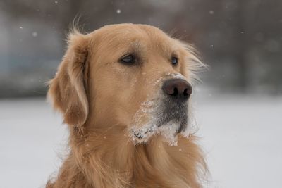 Close-up of wet dog during winter