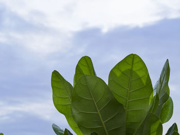 Low angle view of green leaves against sky