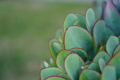 Marnier kalanchoe, kalanchoe marnieriana, a species of widows-thrill, widow thrill
